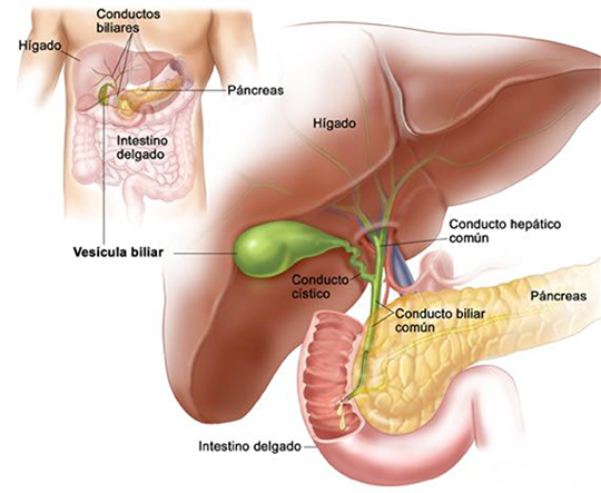 cirugía de la vesícula y de la vía biliar