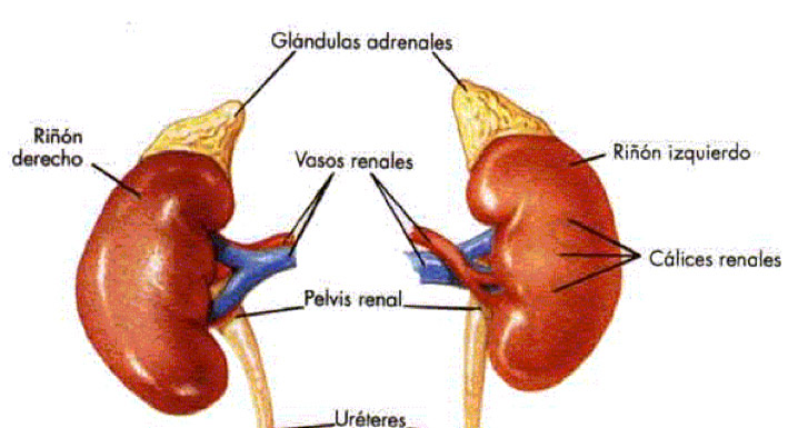 cirugía de las glándulas suprarrenales